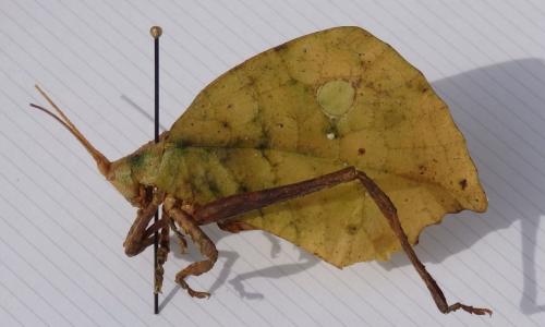 Réf. 234 372 : Typophyllum mortuifolium
